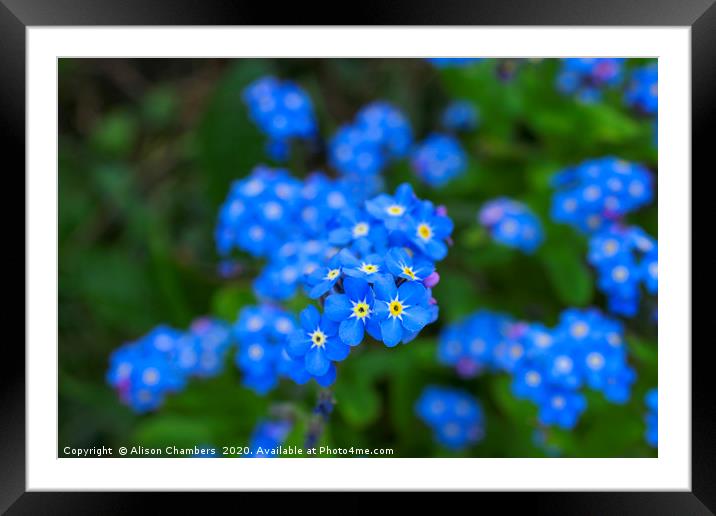 Forget Me Nots Framed Mounted Print by Alison Chambers