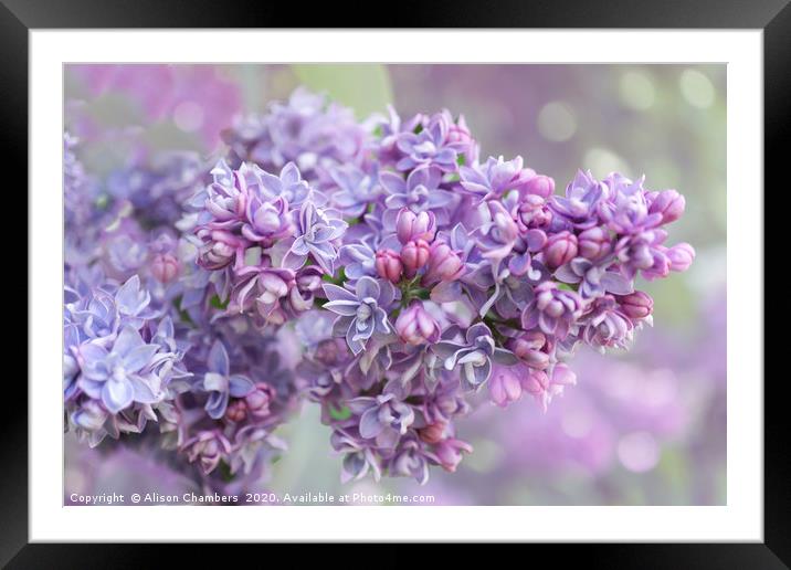 Lilac Loveliness  Framed Mounted Print by Alison Chambers