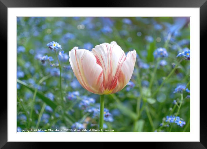 Tulip Pink Parfait Framed Mounted Print by Alison Chambers