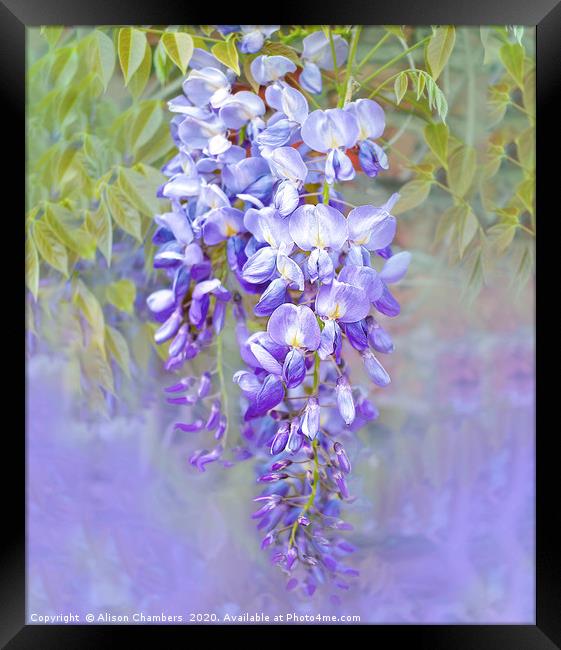 Wisteria  Framed Print by Alison Chambers