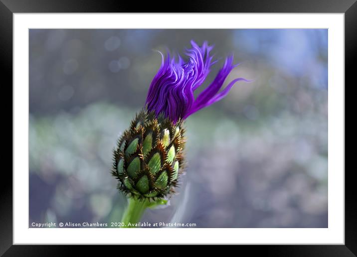 Mountain Knapweed Framed Mounted Print by Alison Chambers