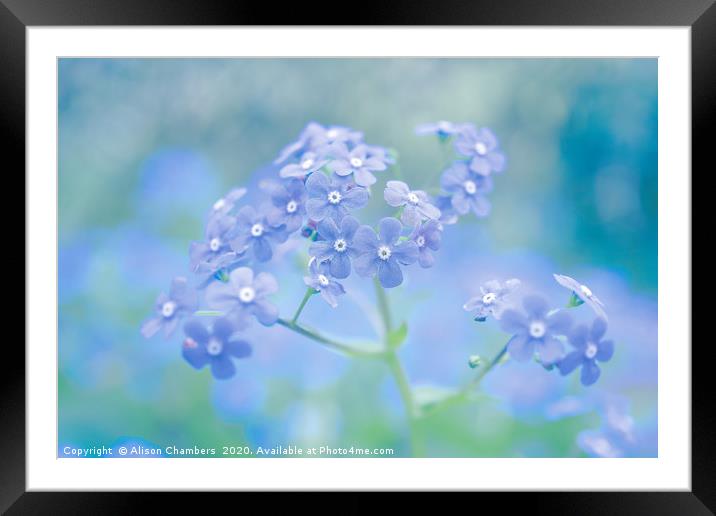Forget-Me-Nots Framed Mounted Print by Alison Chambers