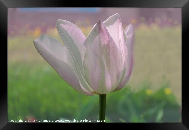 Sunlit Tulip Framed Print by Alison Chambers