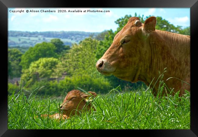 Happiness  Is A Snooze Framed Print by Alison Chambers