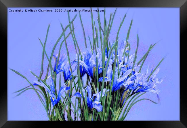 Iris 'Harmony' Framed Print by Alison Chambers