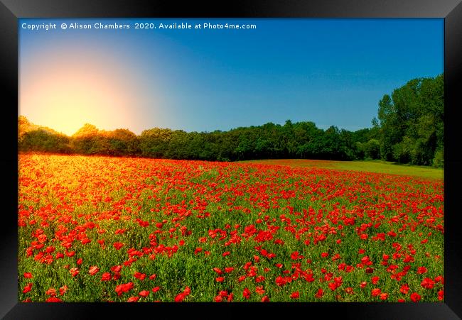 Sunset Poppies Framed Print by Alison Chambers