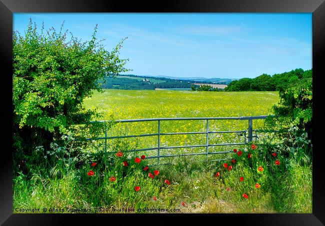 Poppies At The Gate Framed Print by Alison Chambers