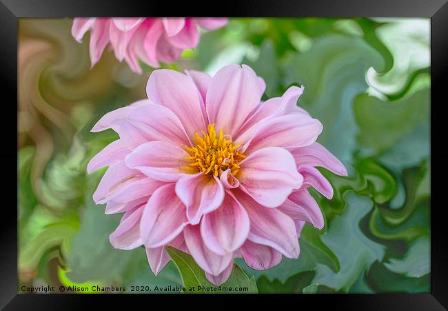 Dahlia  Framed Print by Alison Chambers