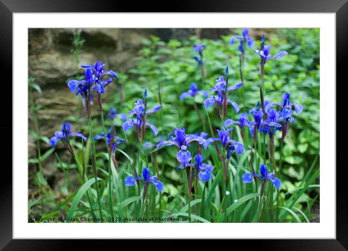 Blue Irises Framed Mounted Print by Alison Chambers