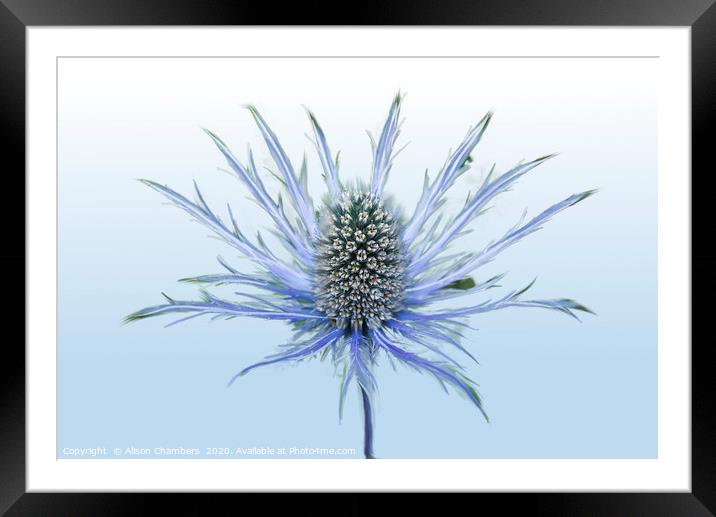 Sea Holly Single Framed Mounted Print by Alison Chambers