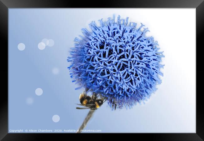 Bee on Globe Thistle Framed Print by Alison Chambers
