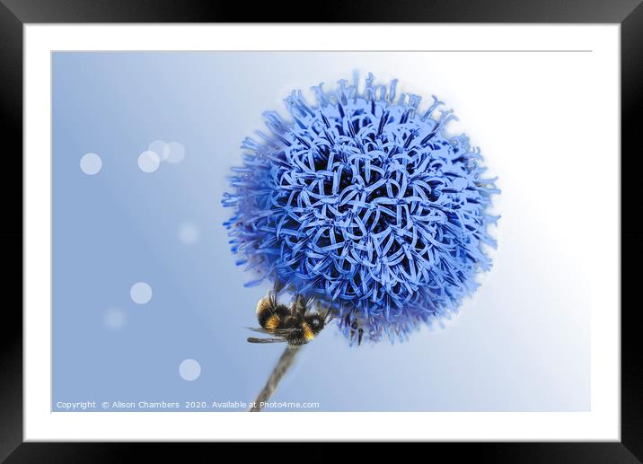 Bee on Globe Thistle Framed Mounted Print by Alison Chambers