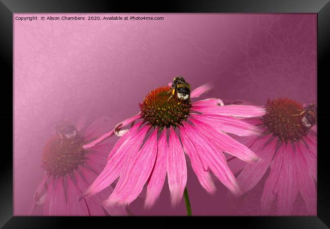 Bee on Purple Coneflower Framed Print by Alison Chambers