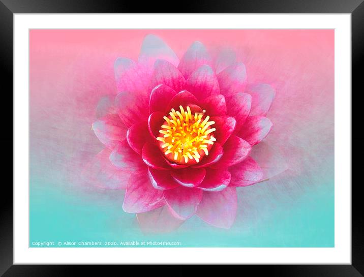 Lotus Flower Framed Mounted Print by Alison Chambers