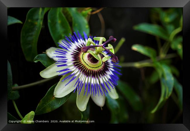 Passion Flower Framed Print by Alison Chambers