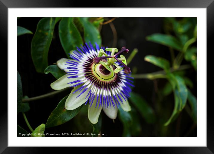 Passion Flower Framed Mounted Print by Alison Chambers