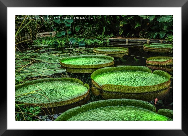 Giant Lily Pads Framed Mounted Print by Alison Chambers