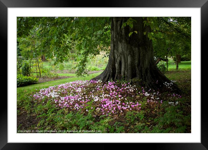 Autumn Cyclamen Framed Mounted Print by Alison Chambers