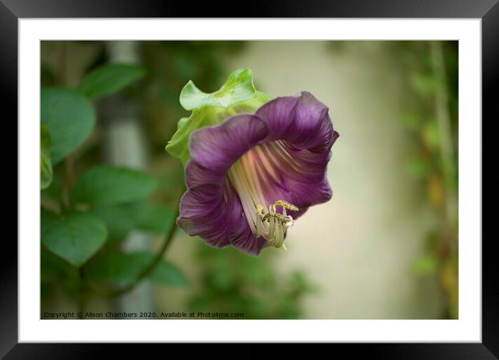 Cup and Saucer flower Framed Mounted Print by Alison Chambers