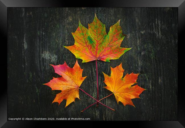 Autumn Fire Framed Print by Alison Chambers