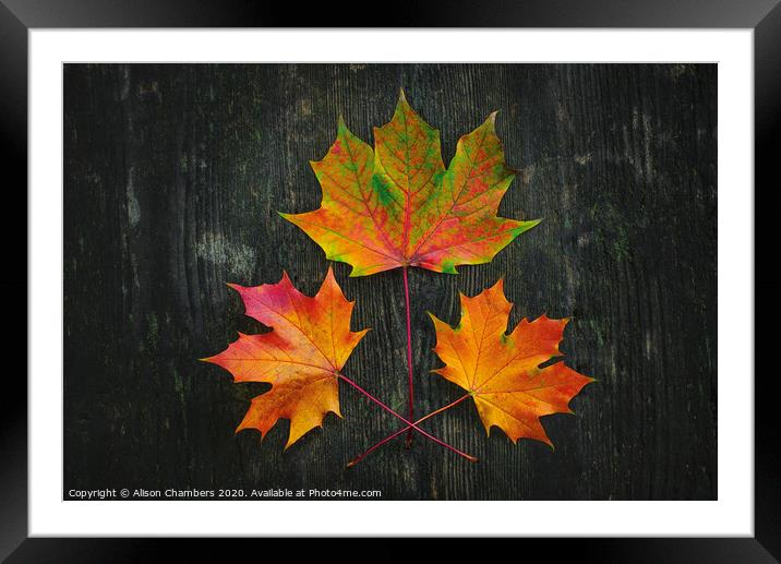 Autumn Fire Framed Mounted Print by Alison Chambers