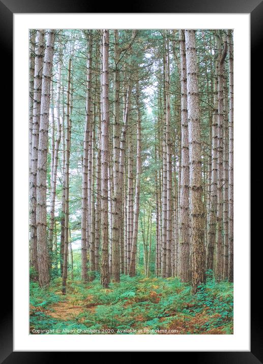Birch wood Newmillerdam  Framed Mounted Print by Alison Chambers