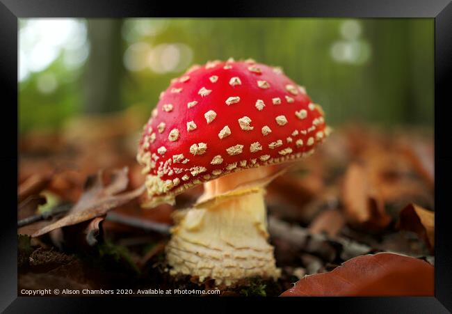 Fly Agaric Framed Print by Alison Chambers