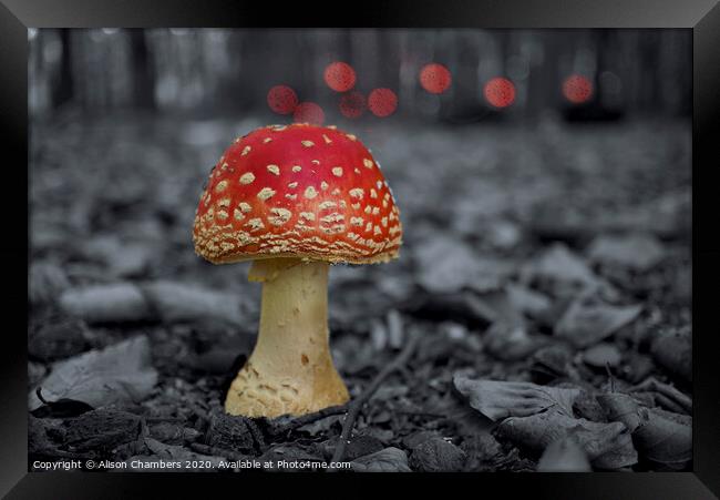 Fly Agaric Toadstool  Framed Print by Alison Chambers