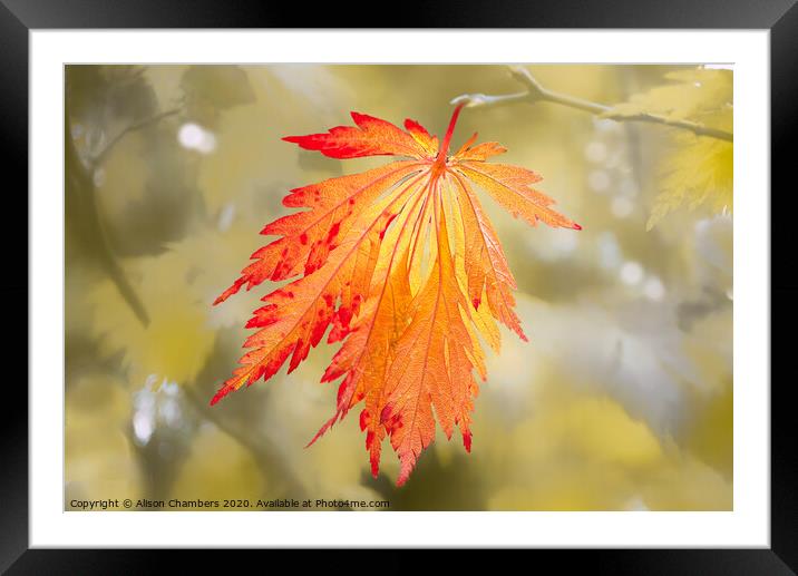 Bright Autumn Framed Mounted Print by Alison Chambers