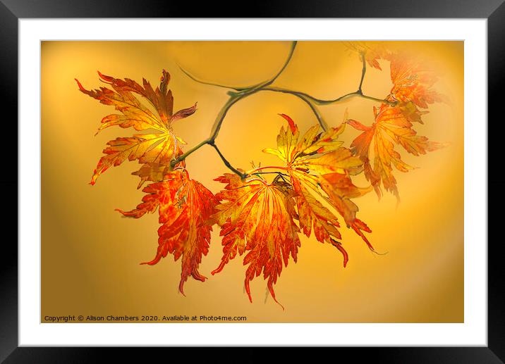 Autumn Acer Leaves  Framed Mounted Print by Alison Chambers