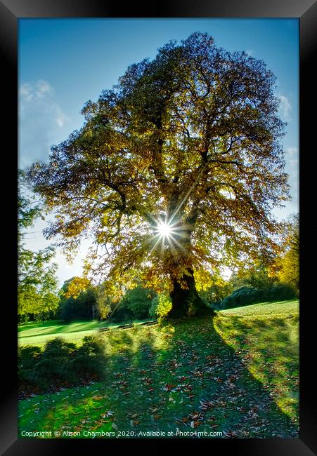 Starburst Autumn Tree Cannon Hall Framed Print by Alison Chambers