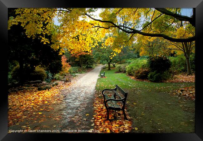 Autumn in Sheffield Botanical Gardens  Framed Print by Alison Chambers