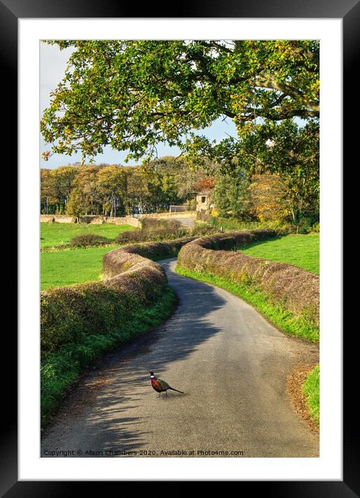 Country Pheasant Hemingfield Framed Mounted Print by Alison Chambers