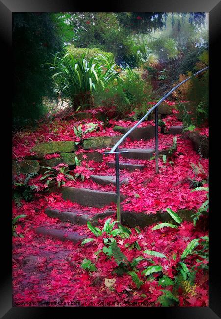Autumn's Red Carpet Framed Print by Alison Chambers