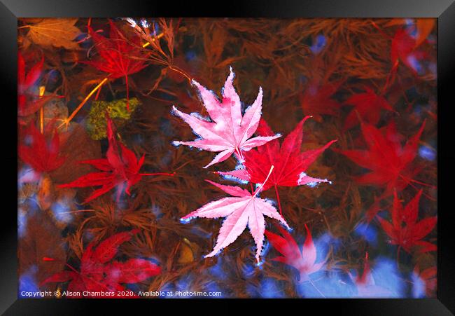 Floating Leaves Framed Print by Alison Chambers