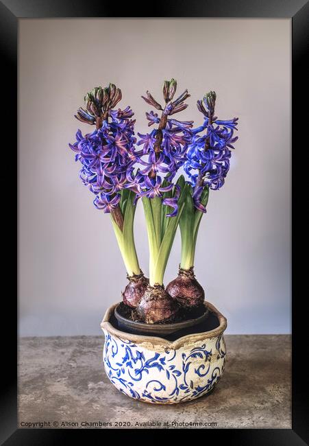 Bowl of Hyacinths  Framed Print by Alison Chambers