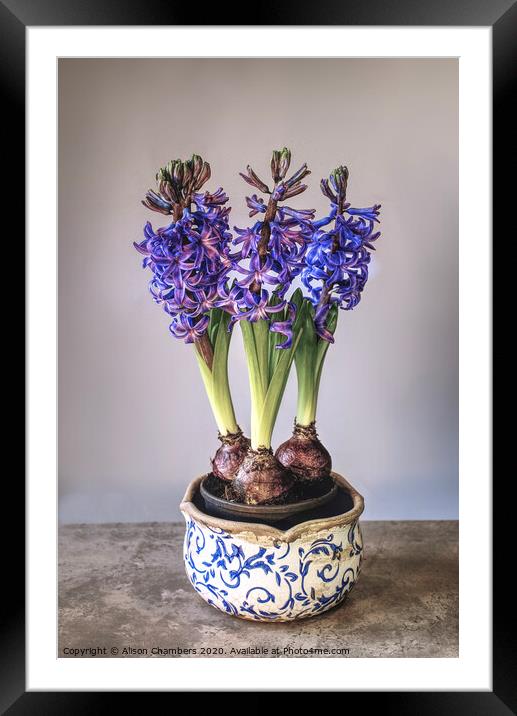 Bowl of Hyacinths  Framed Mounted Print by Alison Chambers