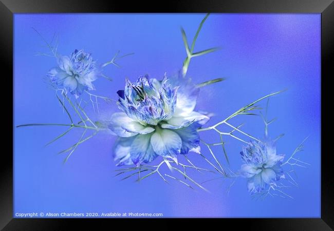 Love-in-a-Mist Framed Print by Alison Chambers
