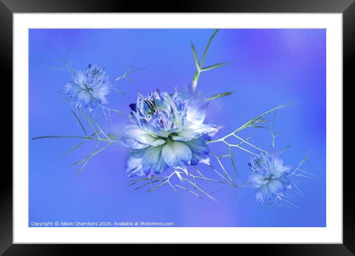 Love-in-a-Mist Framed Mounted Print by Alison Chambers