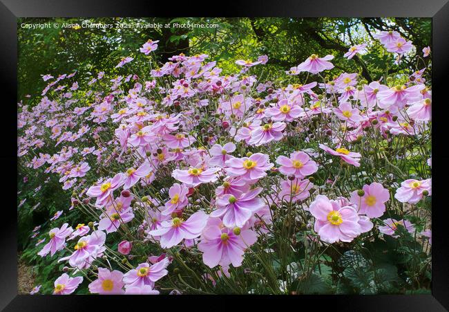 Pink Anemones Framed Print by Alison Chambers