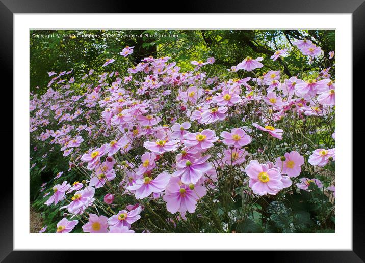Pink Anemones Framed Mounted Print by Alison Chambers