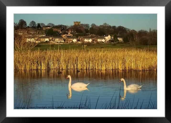  Wombwell Ings Framed Mounted Print by Alison Chambers