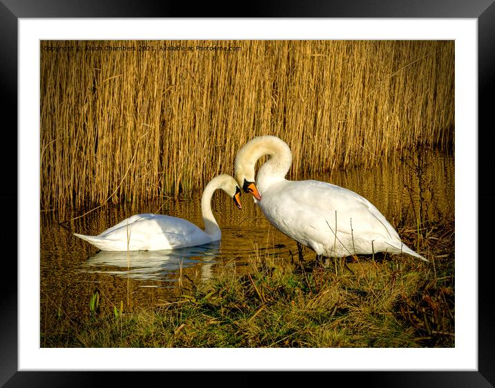 Swans in Love Framed Mounted Print by Alison Chambers