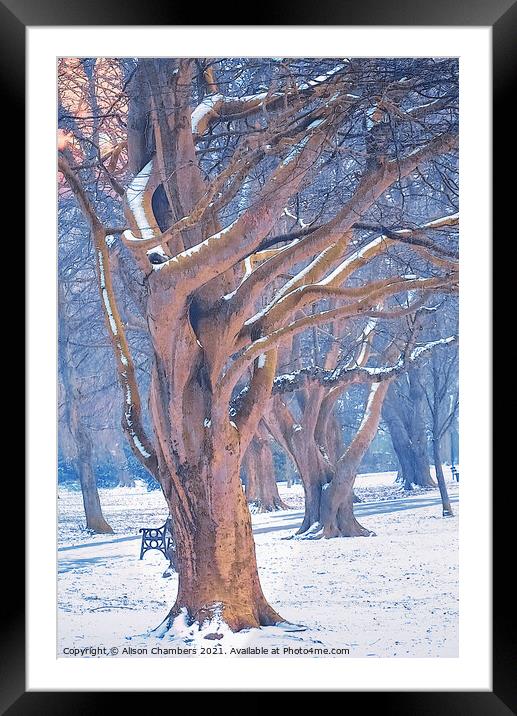Winter Trees at Locke Park Framed Mounted Print by Alison Chambers