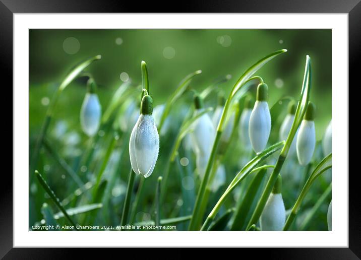 Dainty Snowdrops Framed Mounted Print by Alison Chambers