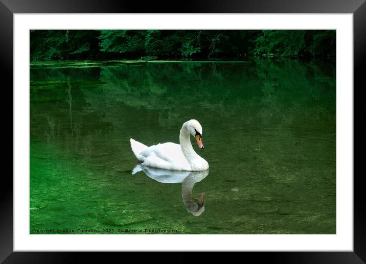 Elegant Swan Youlgreave Framed Mounted Print by Alison Chambers