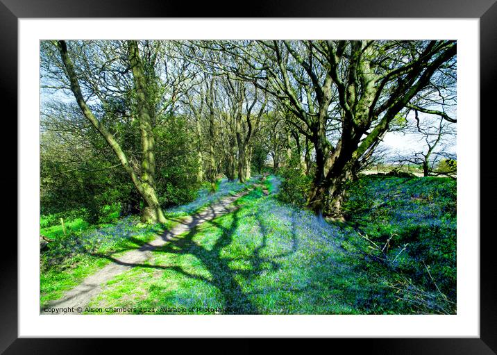 Horn Wood Bluebells  Framed Mounted Print by Alison Chambers