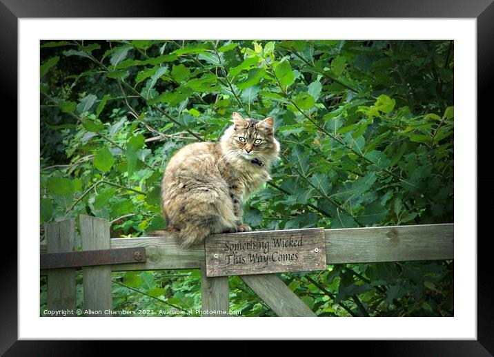 Maine Coon Cat Framed Mounted Print by Alison Chambers