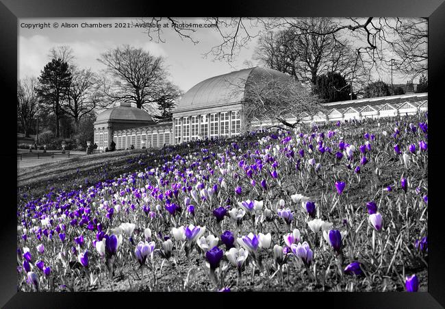 Early Spring At Sheffield Botanical Gardens  Framed Print by Alison Chambers