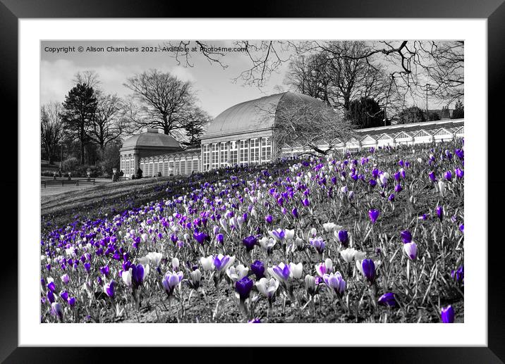 Early Spring At Sheffield Botanical Gardens  Framed Mounted Print by Alison Chambers